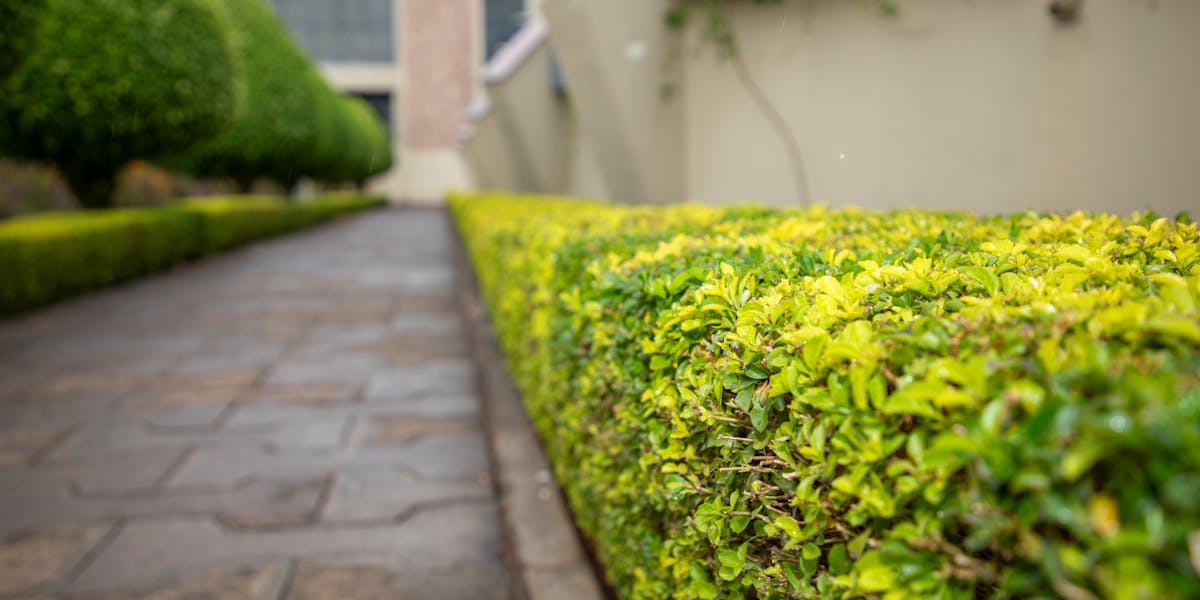 Hecke als Lärmschutz: Welche Pflanzen Schall wirklich schlucken, welche nicht